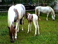 Ponyfamilie
